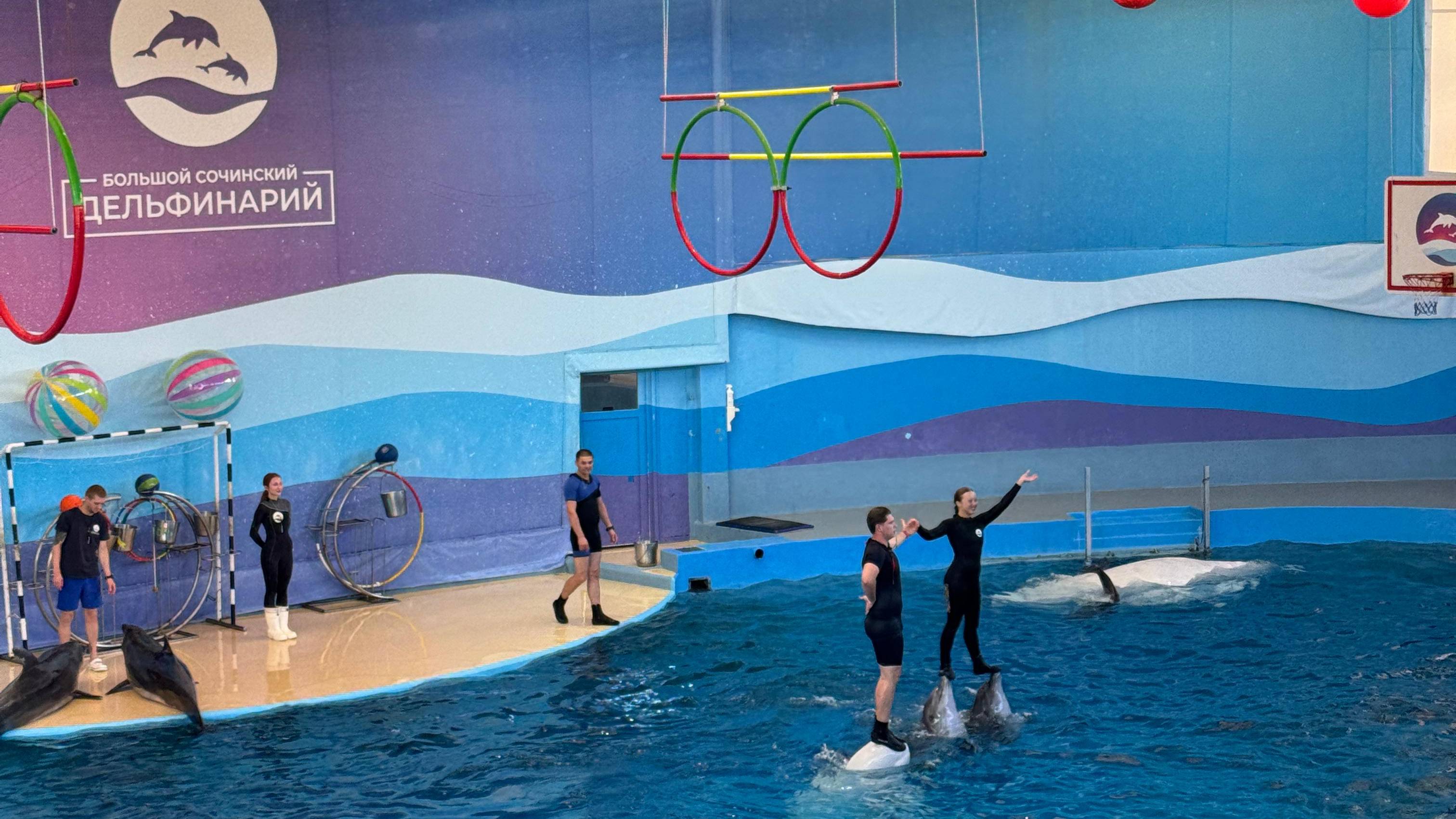 Снова в Сочи часть 3. Большой Сочинский Дельфинарий 2025