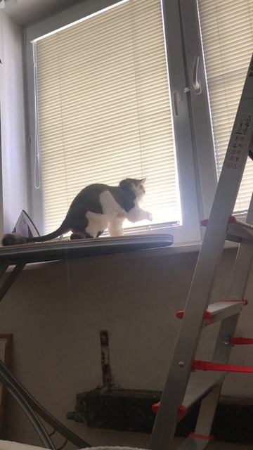 Мася будильник 😹