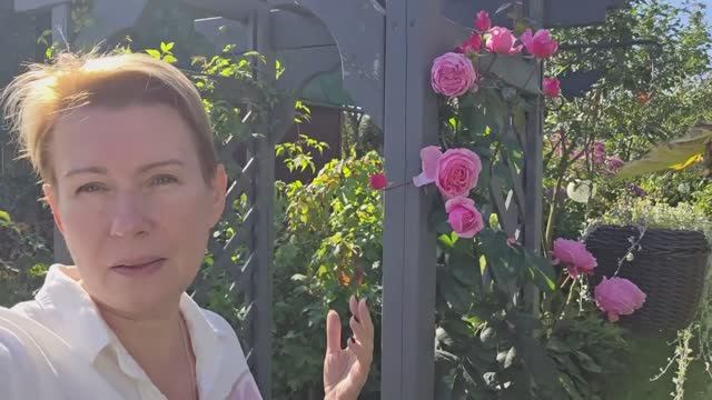 15 сентября дача | буйство роз, расцвел княжик, помидоры все