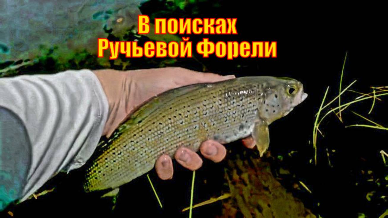 Пеший поход в одиночку по Уинд-Риверс - В поисках Ручьевой Форели