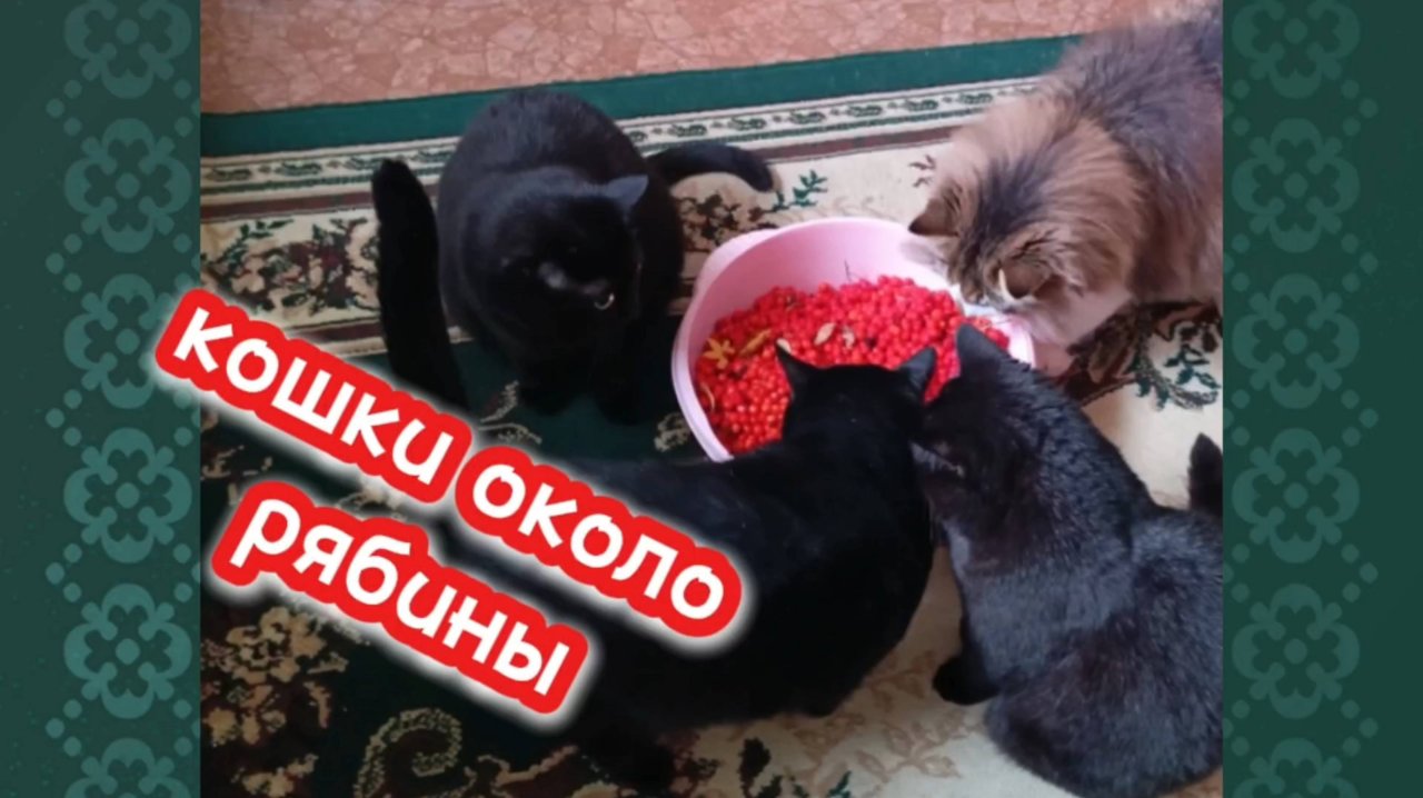 Кошки и рябина