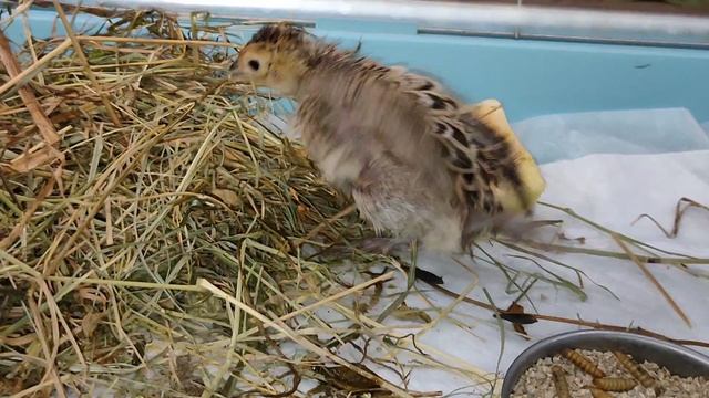 Птенец СЛОМАЛ лапу 15.09.25 птенцам скоро 1 месяц #охотничий_фазан