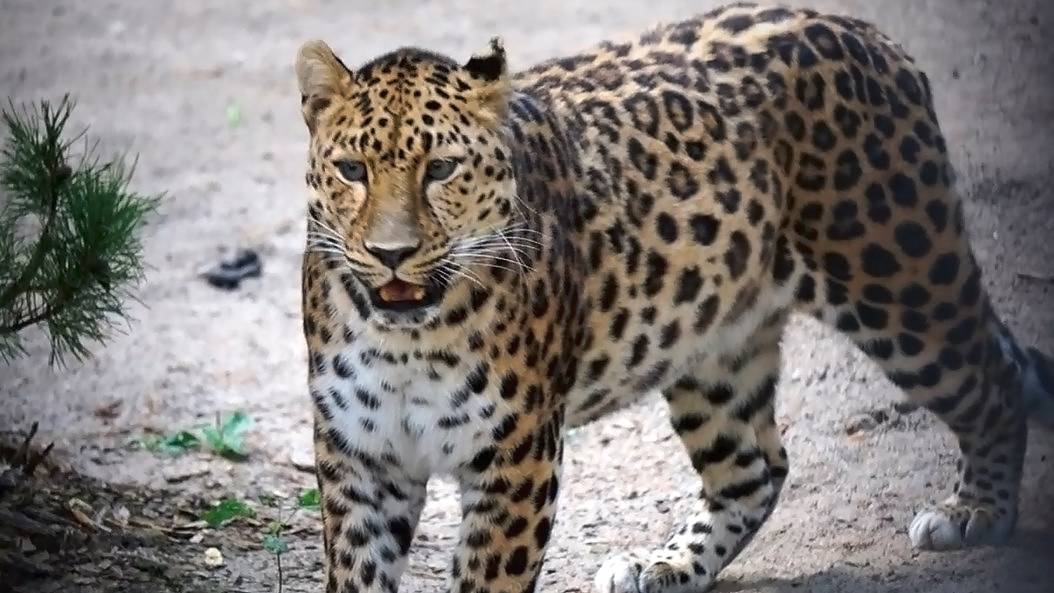 Дальневосточный леопард бегает по вольеру, поглядывая в сторону Хлои и три котенка сервалов.