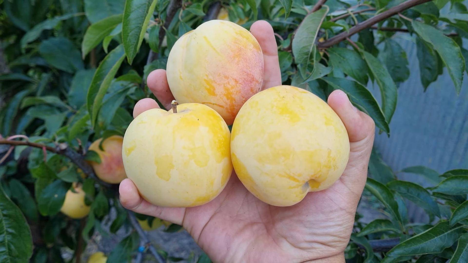 Саженцы сливы диплоидной То Че Сан | Ростов-на-Дону | Small Gardens