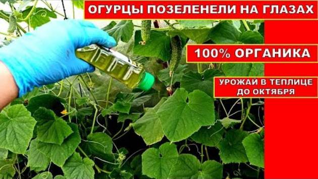 ОГУРЦЫ ПОЗЕЛЕНЕЛИ НА ГЛАЗАХ! СТАКАН НА ВЕДРО ВОДЫ! СУПЕР ПОДКОРМКА ОГУРЦОВ В СЕНТЯБРЕ