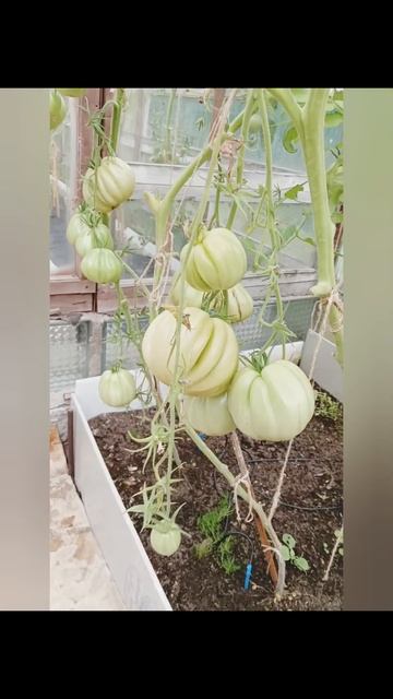 Урожай в теплице 🍅