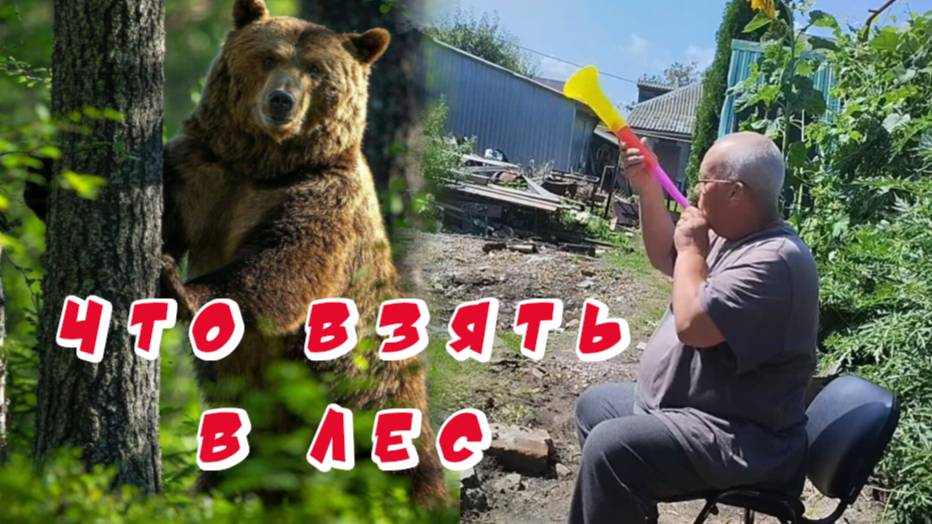 Что надо взять для сбора белых грибов