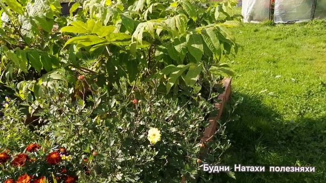 Что "скрывает" Девичий виноград?