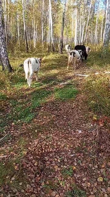 Строевое стадо, 12.09.25