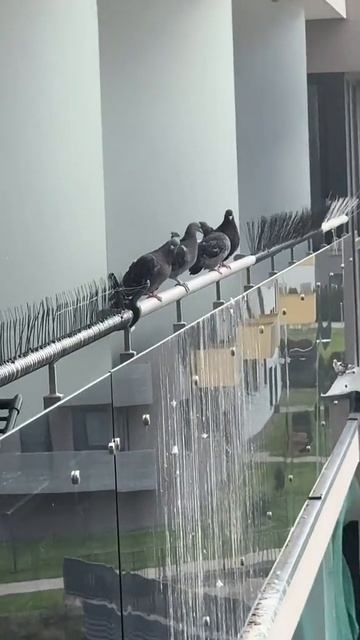 Без комментариев