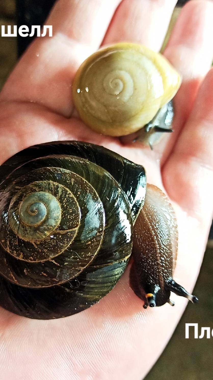#древесные_виды_улиток 16/09/25 #экселенс