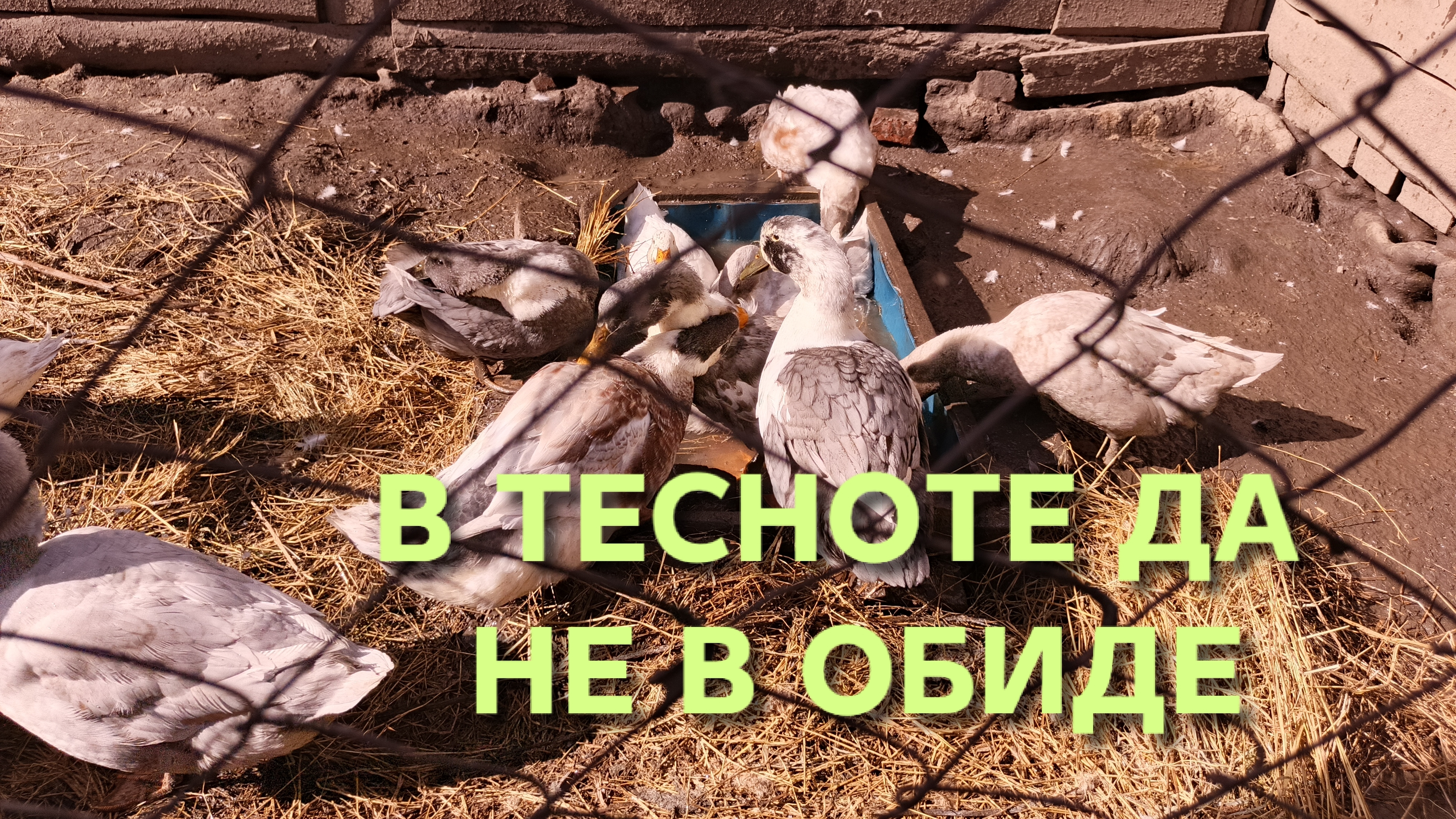 Домик в деревне Домашним уткам необходим водоём даже такой маленький