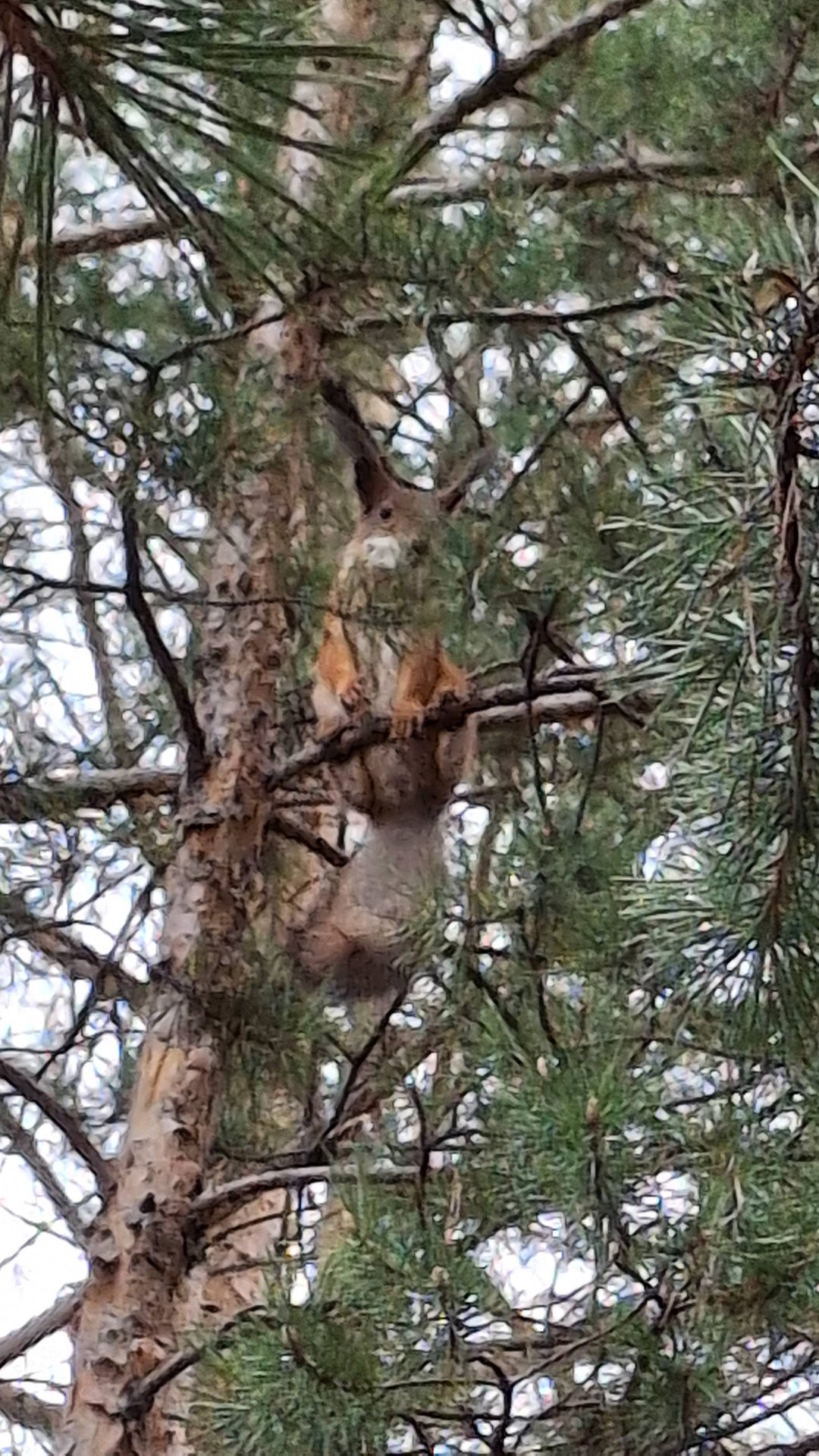 Белка в придорожном лесу.