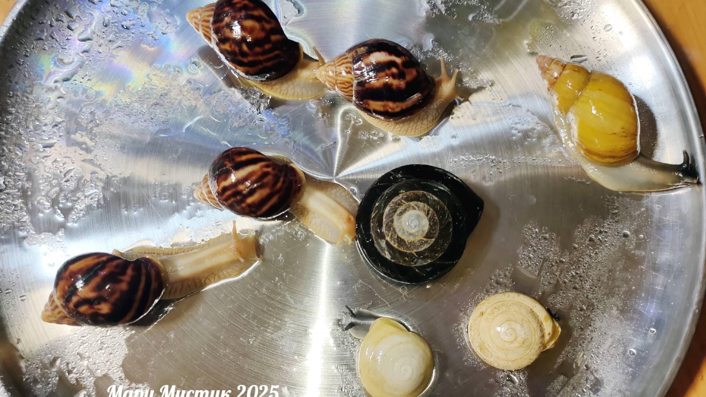 Результат переселения в НОВЫЙ #террариум 16/09/25 #ахатины #караколусы #занзибарики #экселенсы