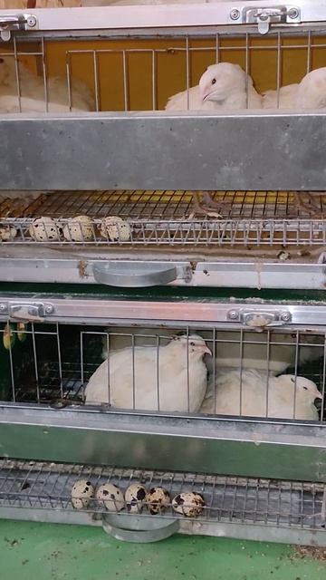 #техасский_перепел 16/09/25 #птицы