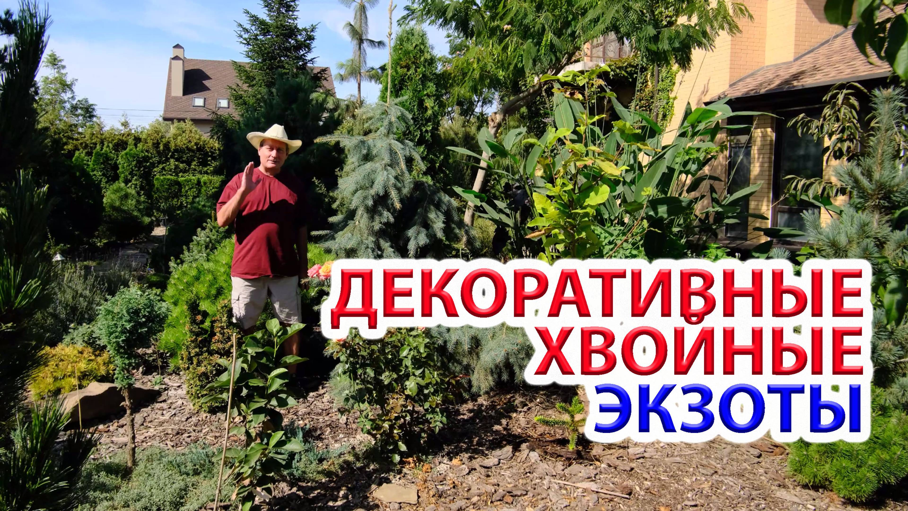 Декоративные хвойные экзоты. Прогулка по саду.