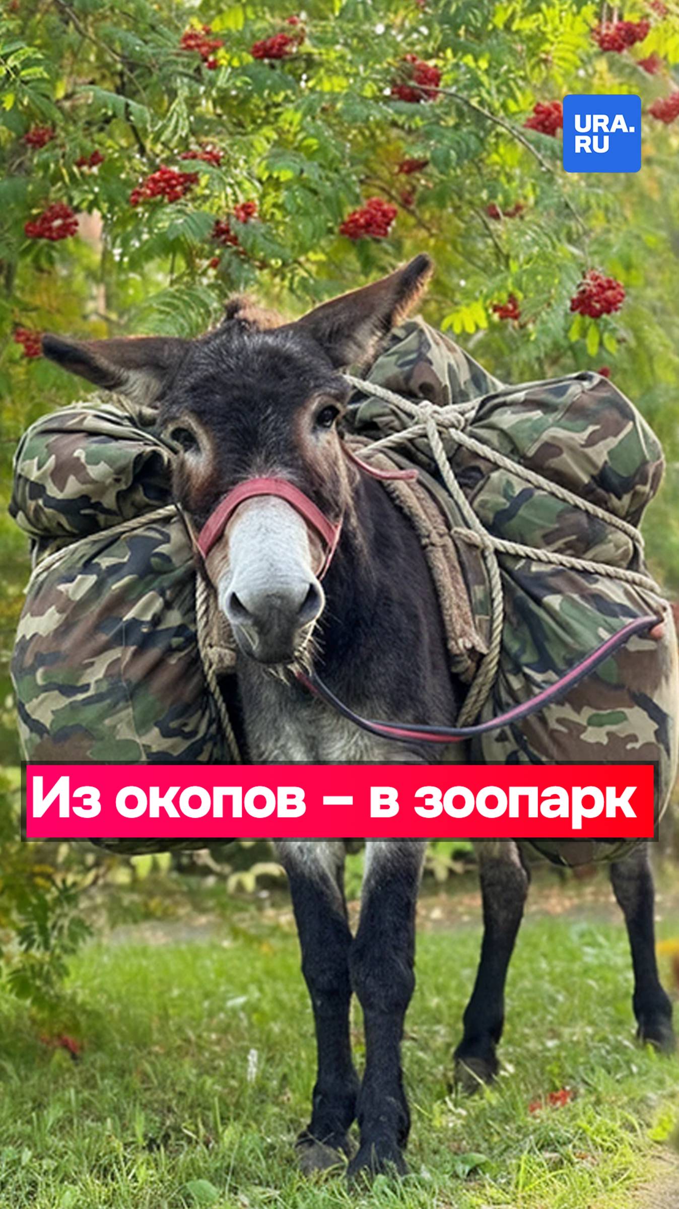 Возивший снаряды на СВО ослик Жорик обрел новый дом