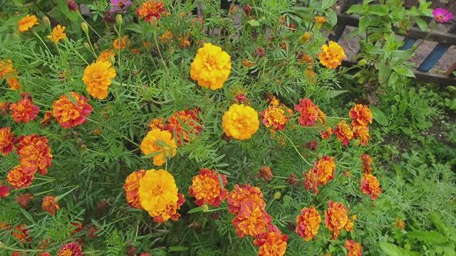 Клубнику готовим к зиме. Одеяло. Не вымерзнет, уменьшим вредителей и уйдёт от болезней.