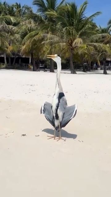 Что надо Загораю я