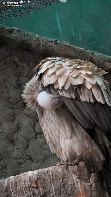 Кумай. Ленинградский зоопарк