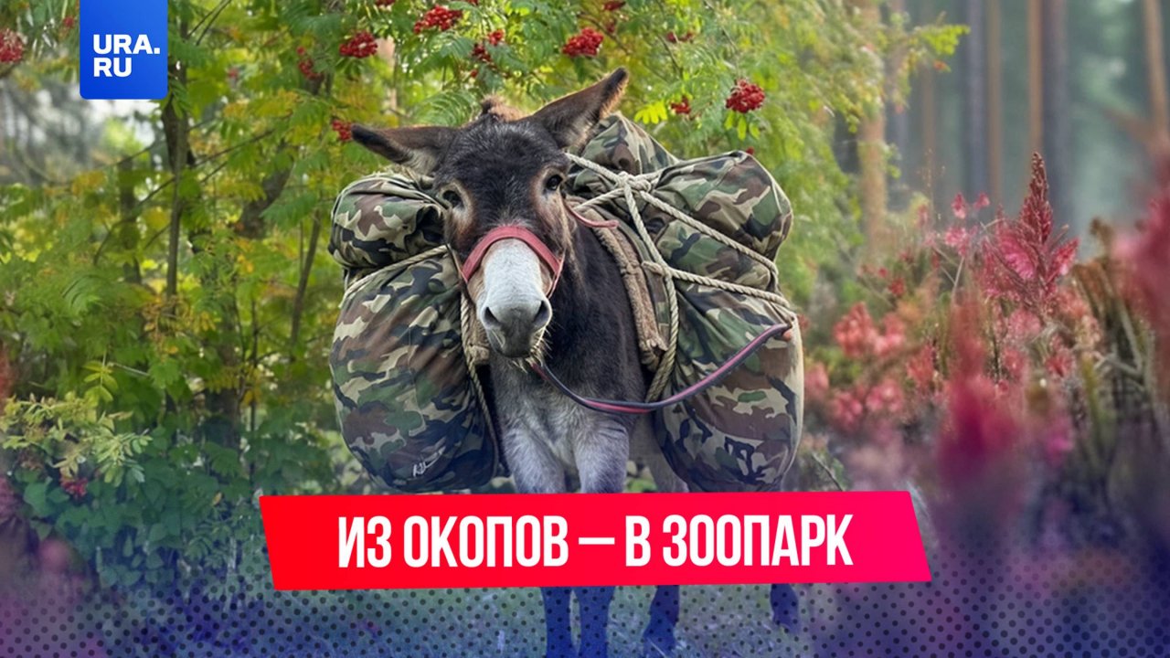 Возивший снаряды на СВО ослик Жорик обрел новый дом