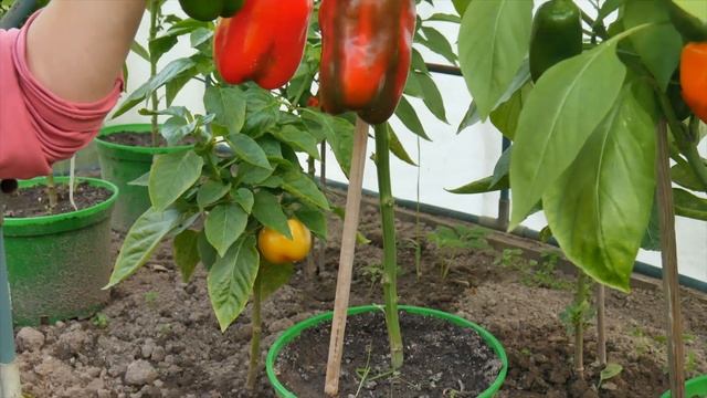 ПОПРОБОВАЛА ВЫРАСТИТЬ КРУПНОПЛОДНЫЕ ПЕРЦЫ…