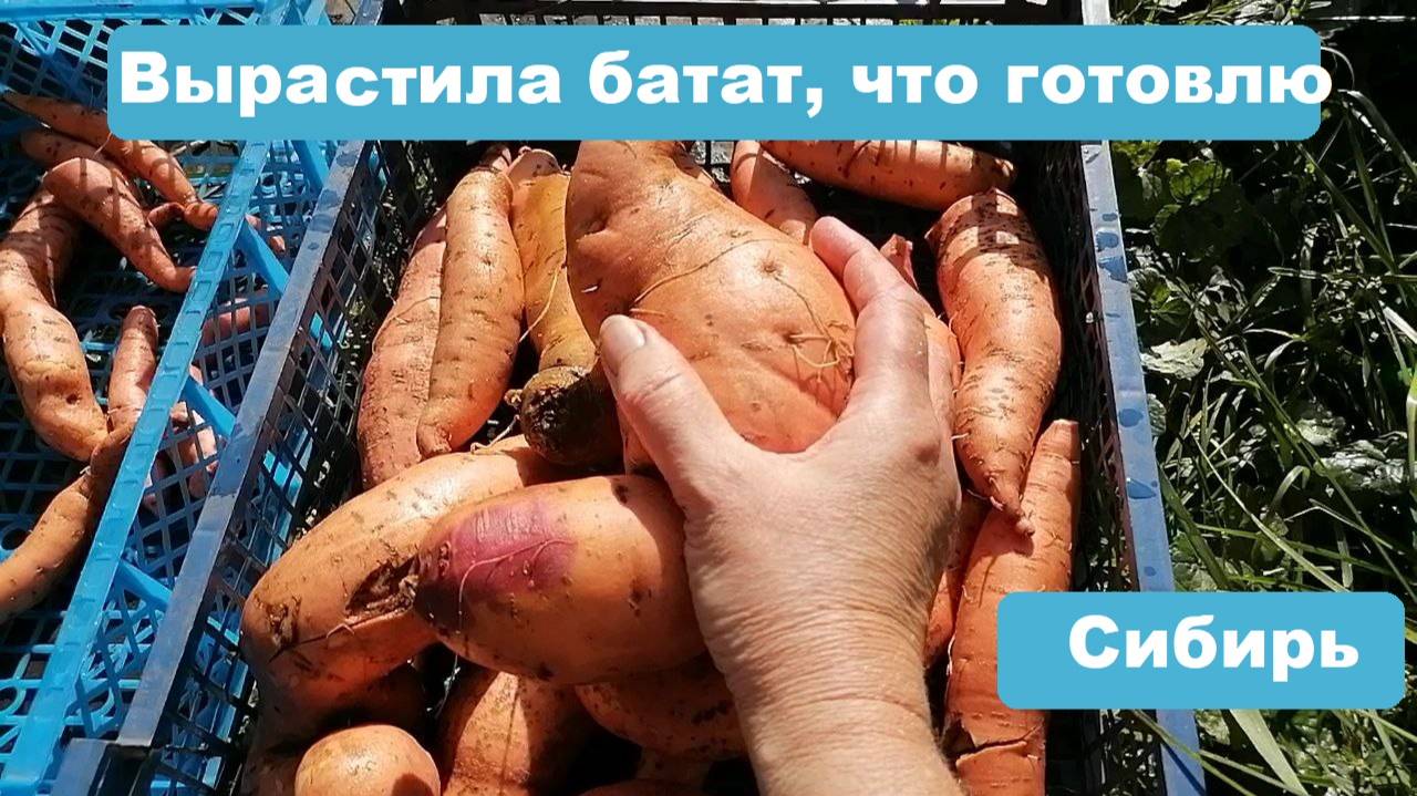 Батат в Сибири, выращиваю в бочке, урожай, хранение, что готовлю