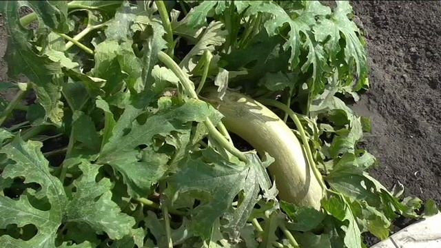 Последние кабачки