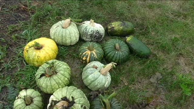 Урожай тыквы