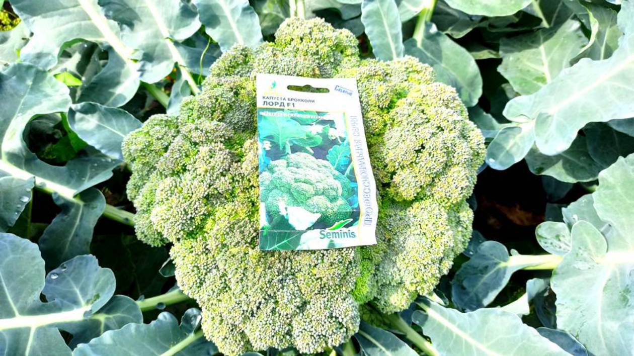 ЭТОТ ЛУЧШИЙ СОРТ КАПУСТЫ БРОККОЛИ ПЛОДОНОСИТ В ЛЮБУЮ ПОГОДУ! ВСЕГДА СОБИРАЮ УРОЖАЙ КАПУСТЫ ЯЩИКАМИ!