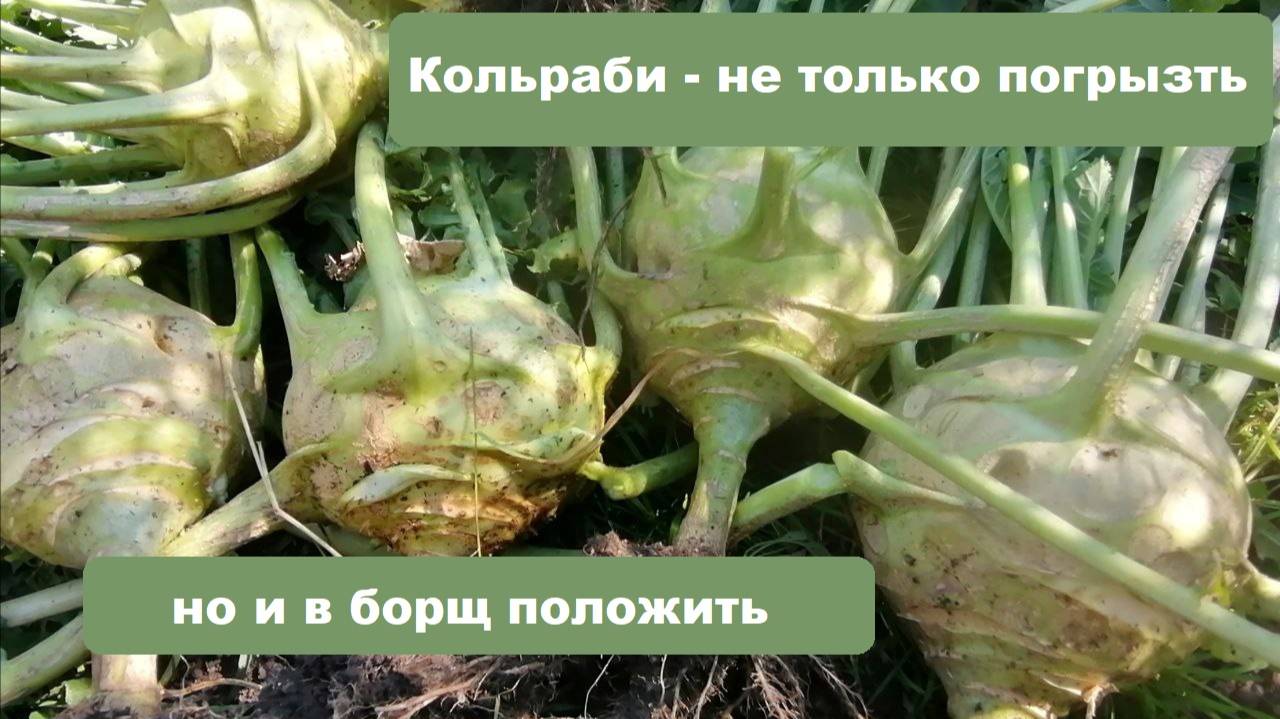 Кольраби для горячих блюд, как хранить