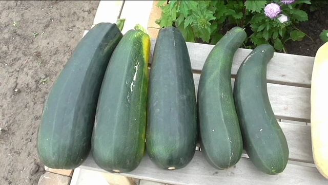 Кабачки для зимнего хранения