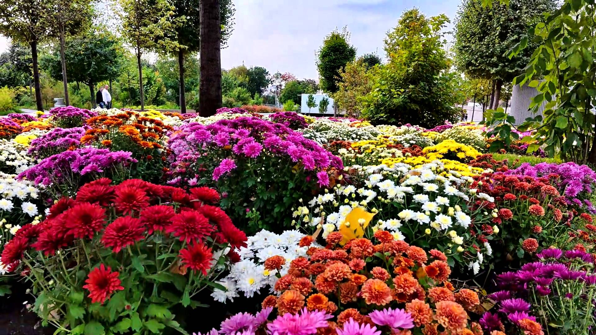 Москва. Прогулка. Парк "Зарядье". Берёзки. Цветочки. Ёлочки.