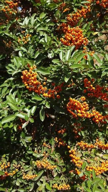 17.09.25 Абрау Дюрсо