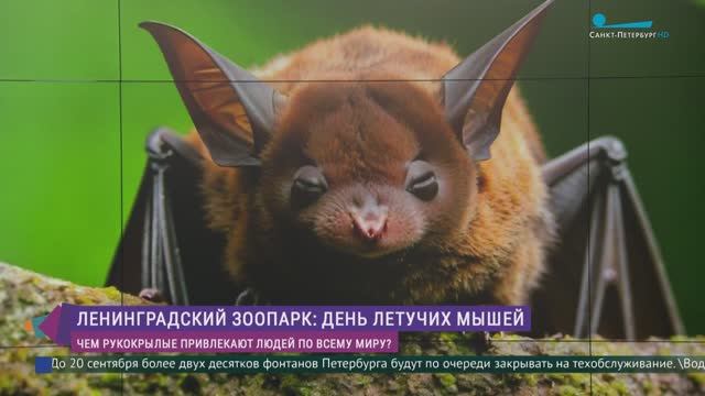 «Ночь летучих мышей» в Ленинградском зоопарке
