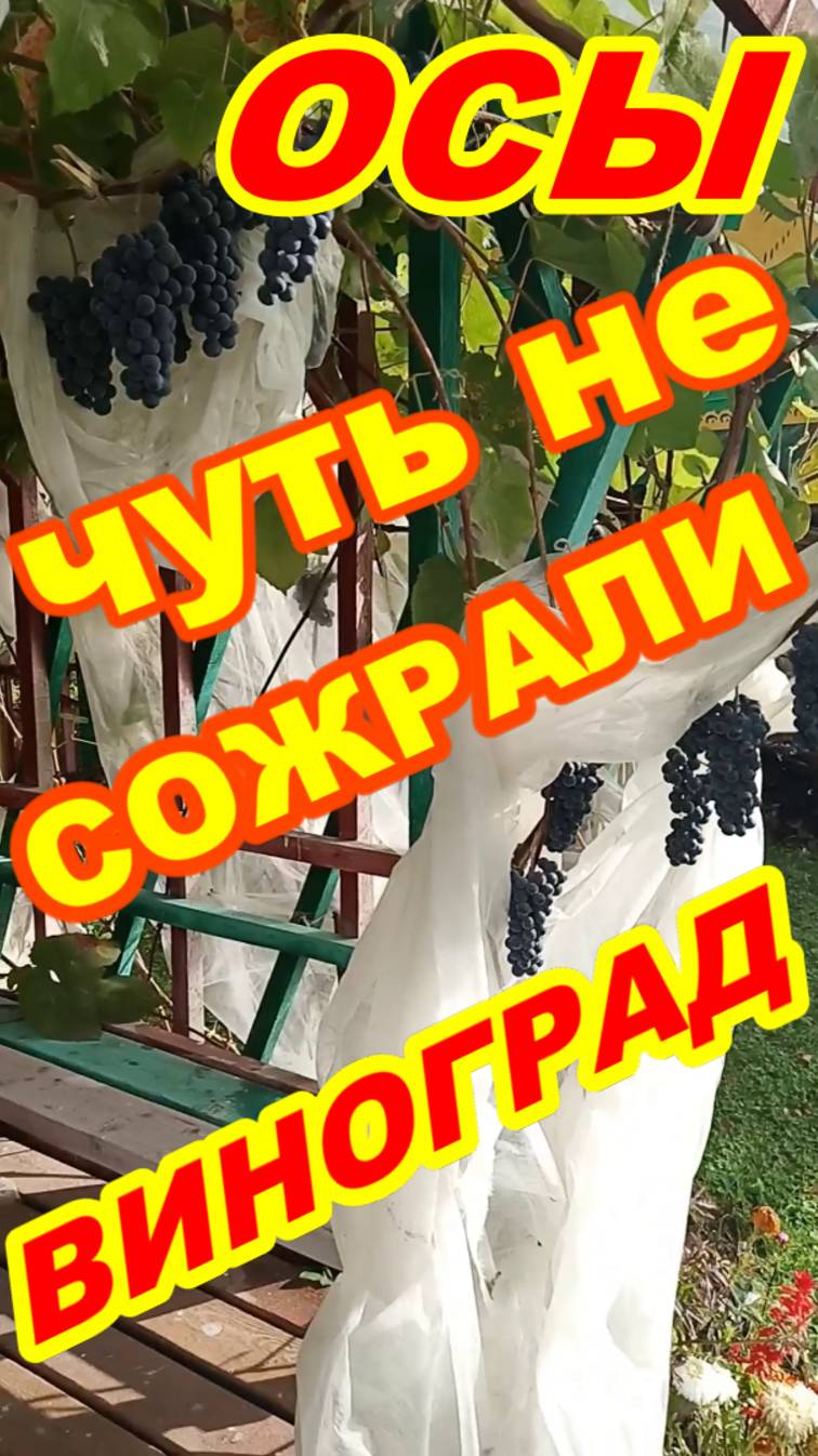 ОСЫ чуть НЕ СОЖРАЛИ ВИНОГРАД !!!