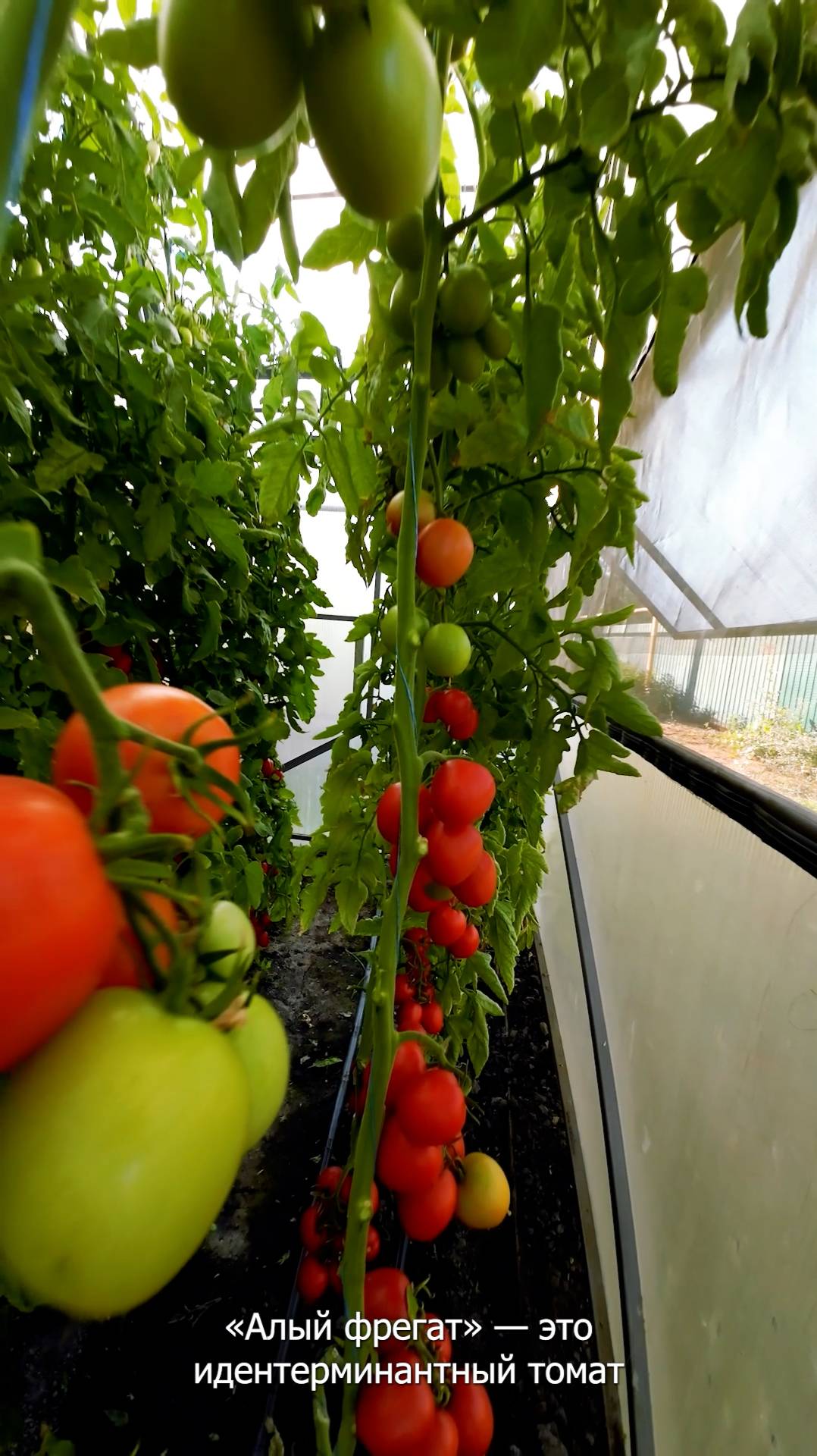 Один из лучших томатов для промышленного производства!