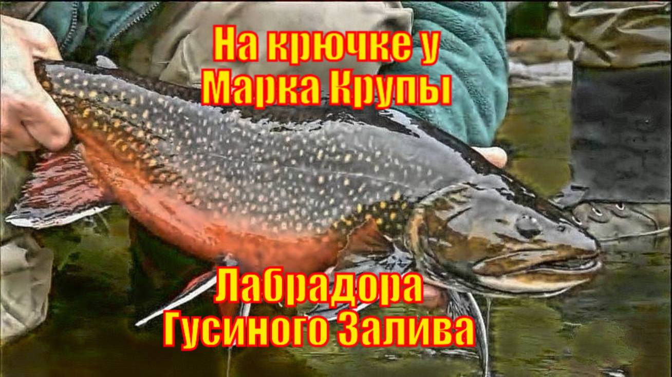 На крючке у Марка Крупы - Лабрадора Гусиного Залива