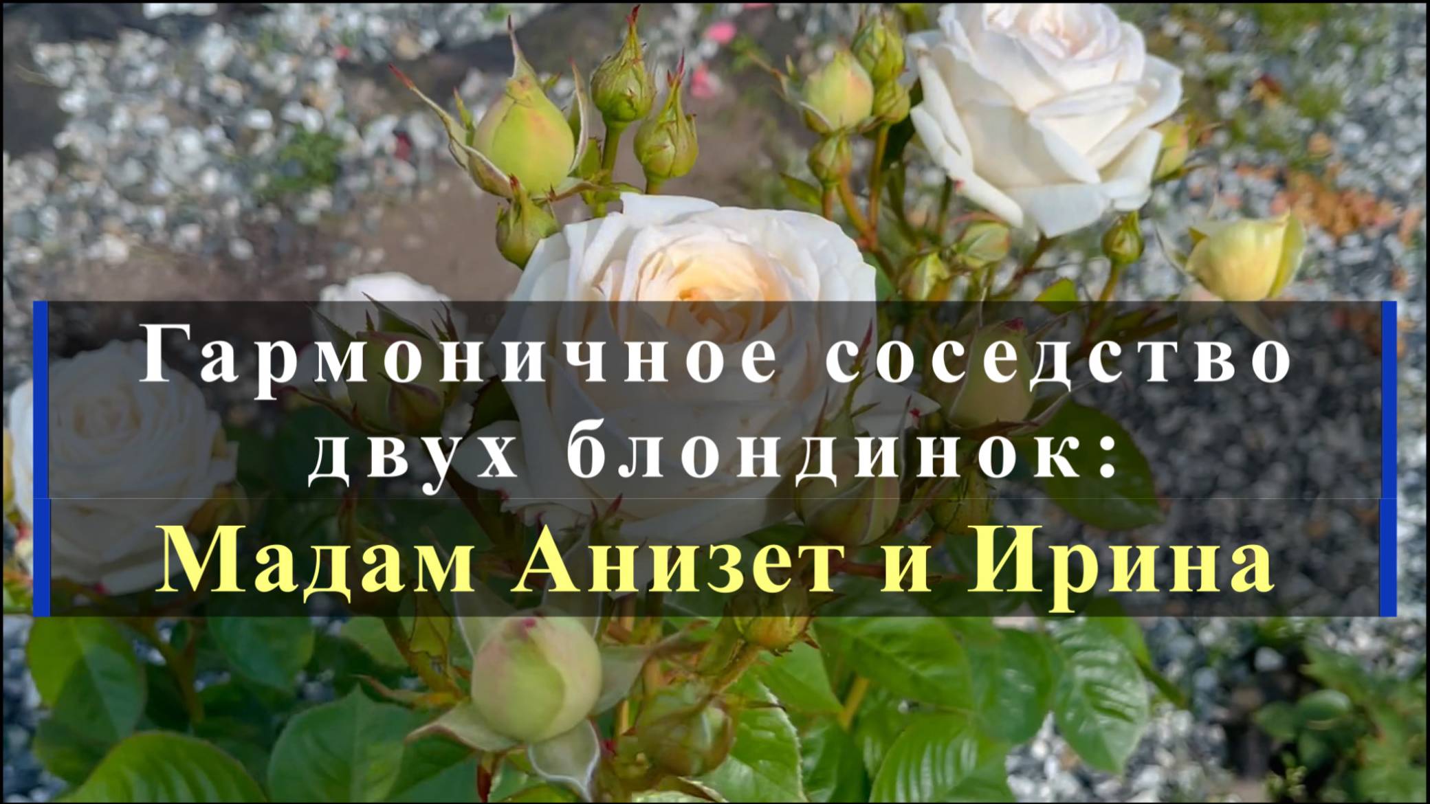 Гармоничное соседство двух блондинок: Мадам Анизет и Ирина