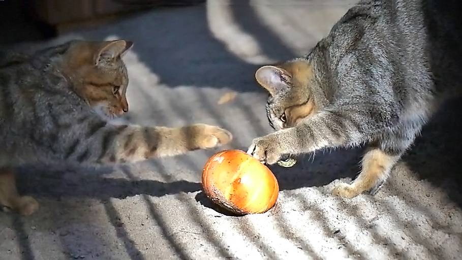 Котята европейской лесной кошки нашли новую игрушку, но справиться с ней не просто!