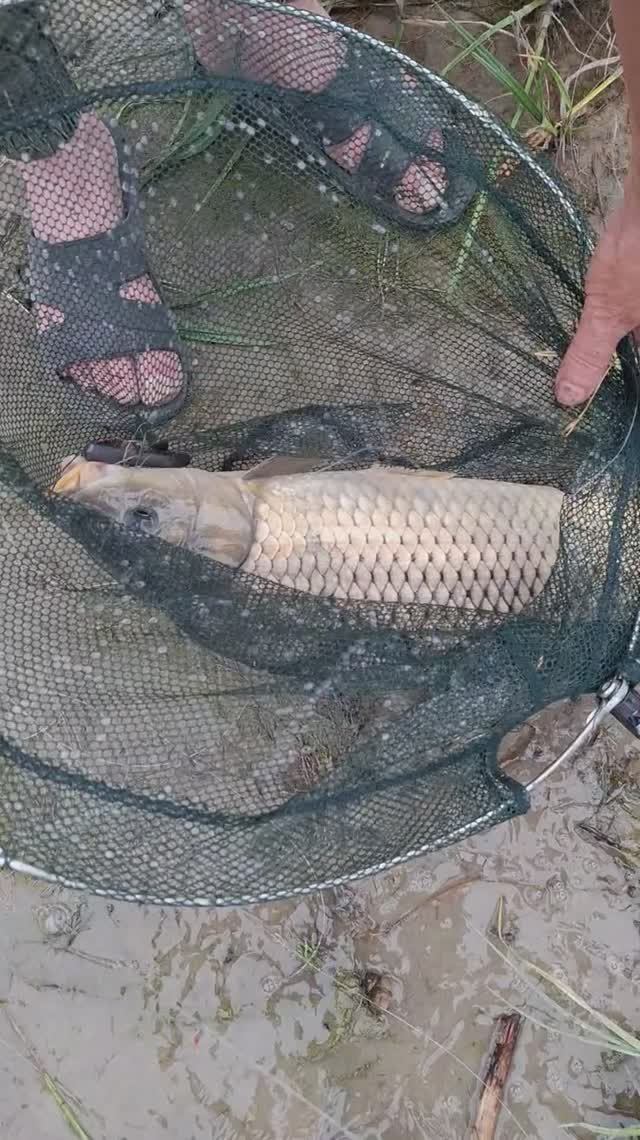 09.08.2025, Волгоградская обл., Городищенский р-он, около базы "В гостях у казаков", река Дон, сазан