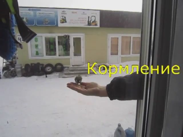 Как подружиться с синицей? 🐦 Кормлю птиц зимой ПРЯМО ИЗ РУК! Невероятно!