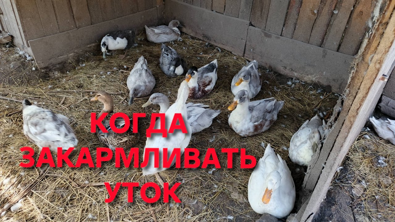 Жизнь в деревне Когда закармливать уток и как это сделать правильно