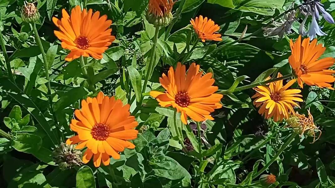 В чем польза ноготков или календулы для огорода