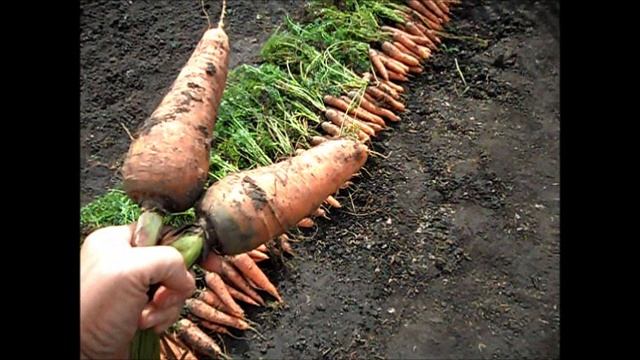 Морковь сорт КОРОЛЕВА ОСЕНИ