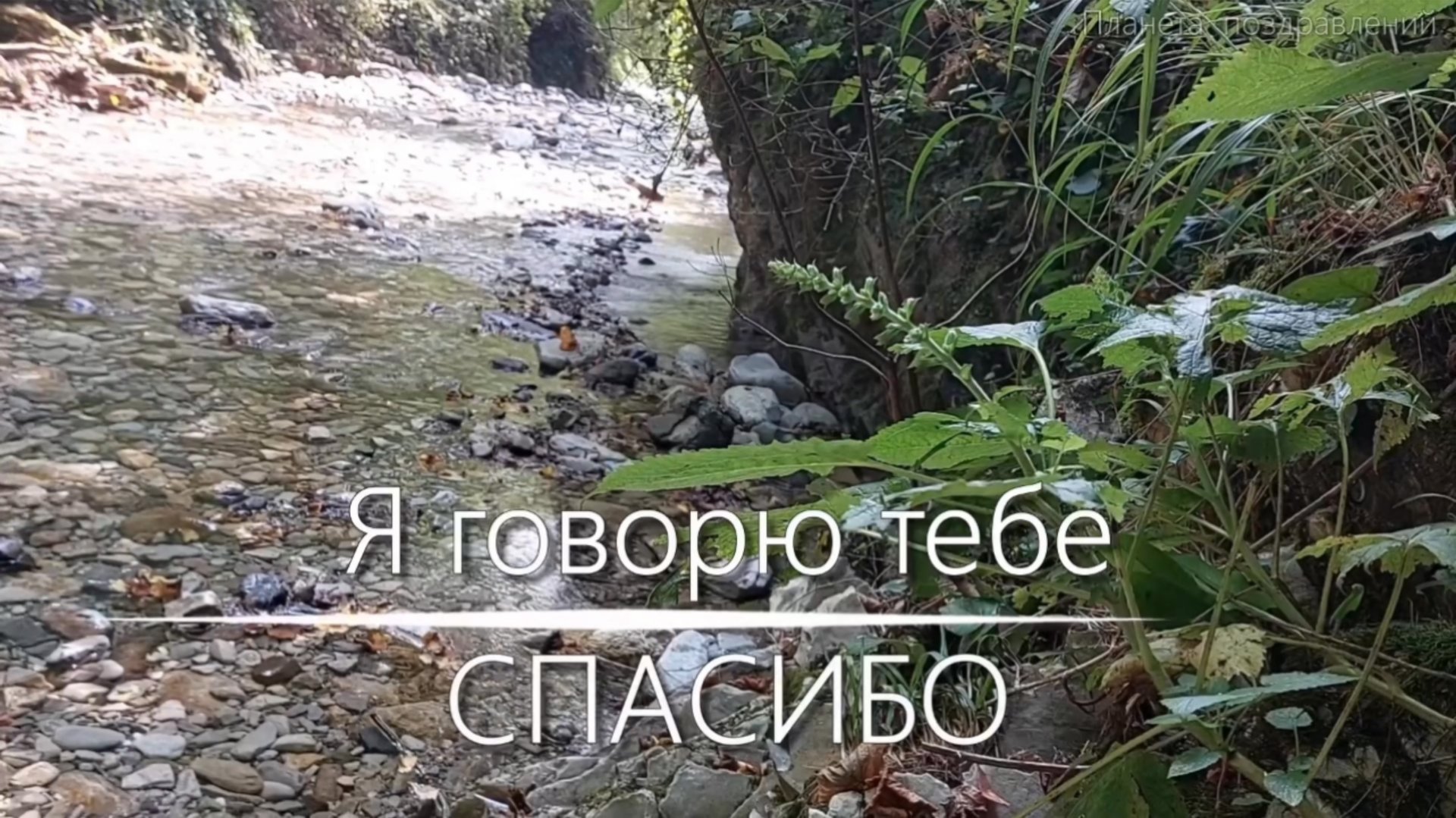 11 января - международный день спасибо. Я говорю тебе СПАСИБО