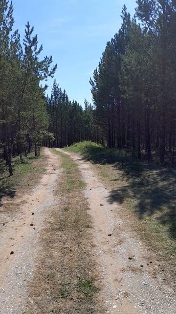 Сосновый бор.