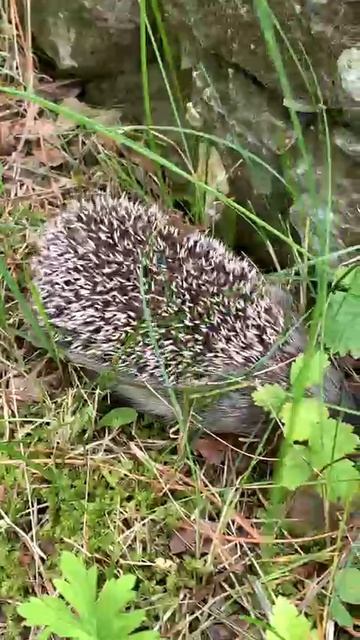 Ёжик в огороде. Вот так встреча! Ежи. Природа. Животные