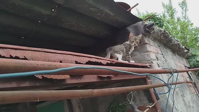 Кошечка на крыше