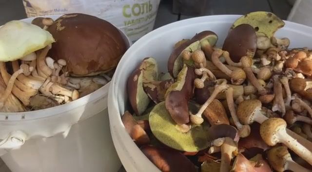 Вот такие грибы мы сегодня нашли в лесу. 30 августа